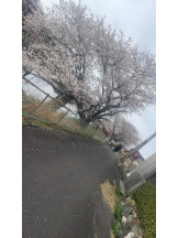 PURITY - セリーヌの女の子ブログ画像