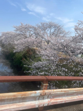 PURITY - セリーヌの女の子ブログ画像