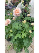 PURITY - セリーヌの女の子ブログ画像