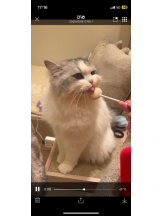 PURITY - セリーヌの女の子ブログ画像