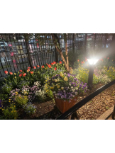 PURITY - セリーヌの女の子ブログ画像