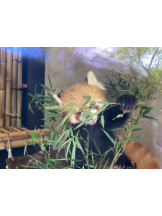 SOPHIA - まりなの女の子ブログ画像