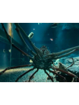 SOPHIA - まりなの女の子ブログ画像