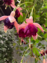 SOPHIA - まりなの女の子ブログ画像