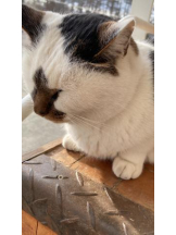 SOPHIA - まりなの女の子ブログ画像