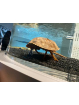 SOPHIA - まりなの女の子ブログ画像