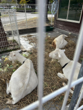 SOPHIA - まりなの女の子ブログ画像