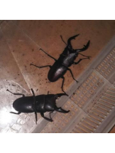 SOPHIA - まいの女の子ブログ画像