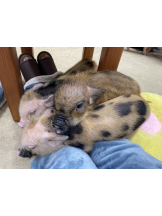 Club La Tour - 美作 きこ (ミマサカ キコ)の女の子ブログ画像