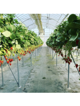 Club La Tour - 美作 きこ (ミマサカ キコ)の女の子ブログ画像