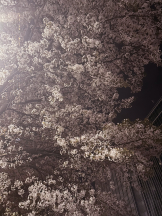 Club La Tour - 美作 きこ (ミマサカ キコ)の女の子ブログ画像