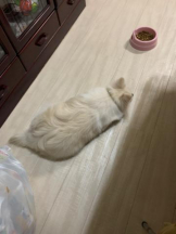 PURITY - ほたるの女の子ブログ画像