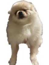 PURITY - ほたるの女の子ブログ画像