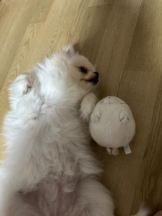 PURITY - ほたるの女の子ブログ画像