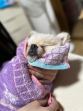 PURITY - ほたるの女の子ブログ画像