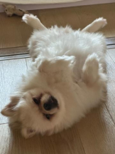 PURITY - ほたるの女の子ブログ画像