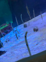 PURITY - ほたるの女の子ブログ画像