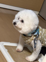 PURITY - ほたるの女の子ブログ画像