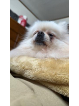 PURITY - ほたるの女の子ブログ画像