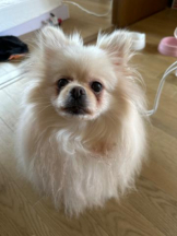 PURITY - ほたるの女の子ブログ画像