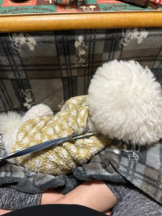 PURITY - ほたるの女の子ブログ画像