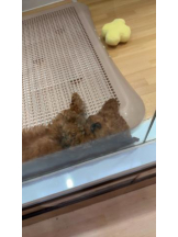 PURITY - ほたるの女の子ブログ画像