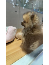 PURITY - ほたるの女の子ブログ画像