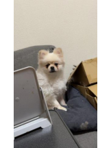 PURITY - ほたるの女の子ブログ画像