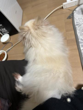 PURITY - ほたるの女の子ブログ画像