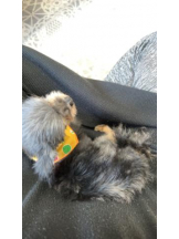 PURITY - ほたるの女の子ブログ画像