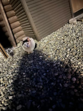 PURITY - ほたるの女の子ブログ画像