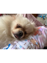 PURITY - ほたるの女の子ブログ画像