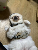 PURITY - ほたるの女の子ブログ画像