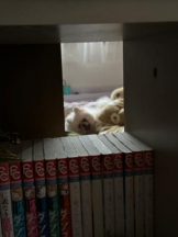 PURITY - ほたるの女の子ブログ画像