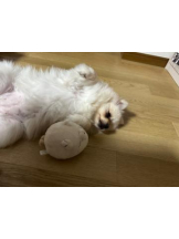 PURITY - ほたるの女の子ブログ画像