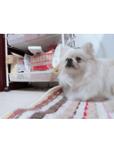 PURITY - ほたるの女の子ブログ画像