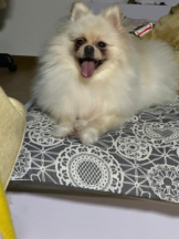 PURITY - ほたるの女の子ブログ画像