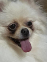 PURITY - ほたるの女の子ブログ画像