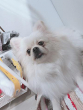 PURITY - ほたるの女の子ブログ画像