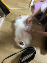 PURITY - ほたるの女の子ブログ画像