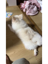 PURITY - ほたるの女の子ブログ画像