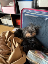 PURITY - ほたるの女の子ブログ画像