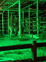 PURITY - ほたるの女の子ブログ画像