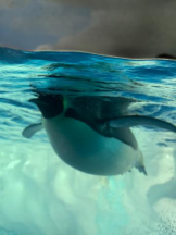 PURITY - ほたるの女の子ブログ画像