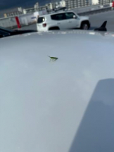 PURITY - ほたるの女の子ブログ画像