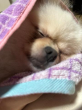 PURITY - ほたるの女の子ブログ画像