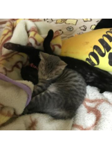 PURITY - ほたるの女の子ブログ画像