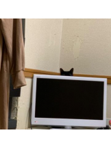 PURITY - ほたるの女の子ブログ画像