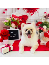 PURITY - ほたるの女の子ブログ画像