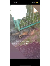 PURITY - ほたるの女の子ブログ画像